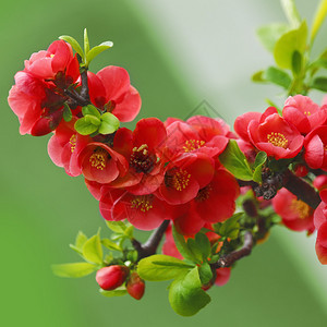 春天红色的花朵绽放高清图片