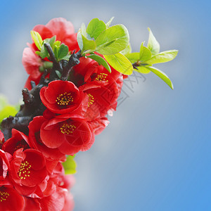 春天红色的花朵绽放图片