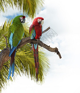 彩色的Macaw鹦鹉在A图片