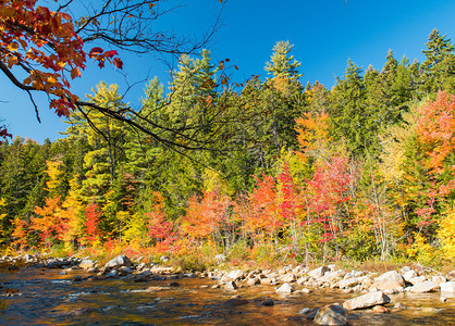 河流附近的树叶颜色和植被图片