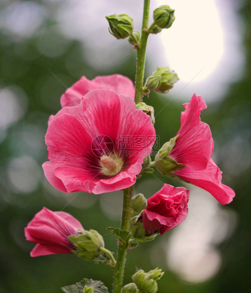 锦葵花和芽在模糊的绿色背景上对叶子的洋红色花散景反射横图片