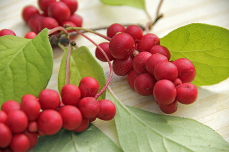 红五味子的成熟果实绿叶成熟背景图片