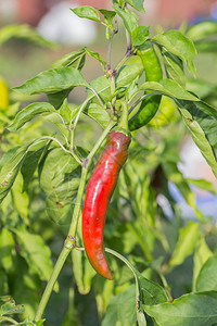 生长在花园里的红辣椒和青椒图片