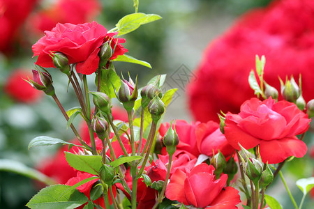 玫瑰自然春景图片