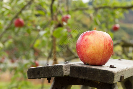 农场花园里的苹果树图片