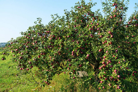 在花园里成熟的苹果有苹果的树图片