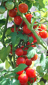 花园里种着西红柿图片