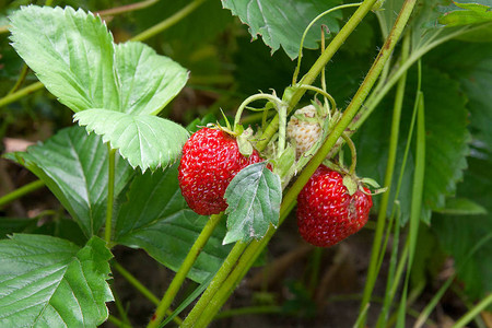 成熟的浆果和叶子草莓有机农场种植的新鲜草莓草莓种植园的草莓图片
