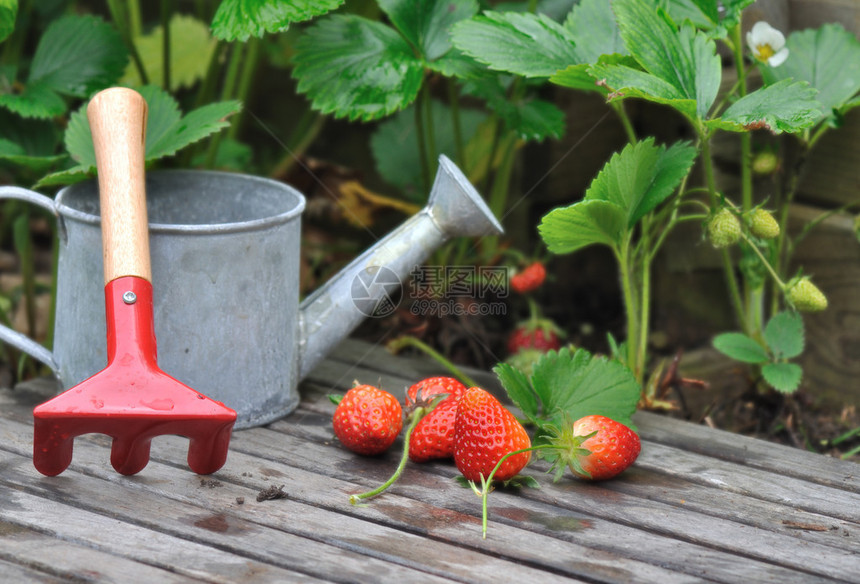 园圃里的草莓用小水罐图片