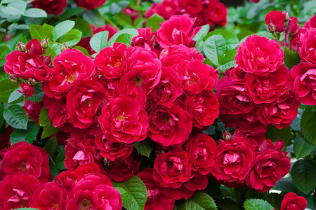 红玫瑰在红色的罗萨斯高清图片