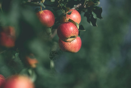园林树枝上成熟红苹果的图片