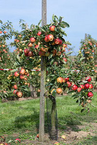 在有机农场里充满成熟苹果图片