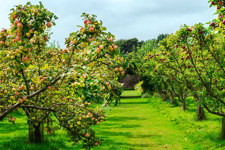 公园里的苹果树在英图片