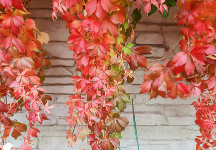 覆盖墙壁的常春藤叶子旧墙石墙与常春藤的背景或纹理秋天图片