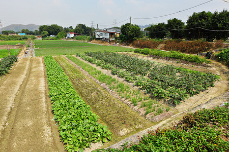 农田图片