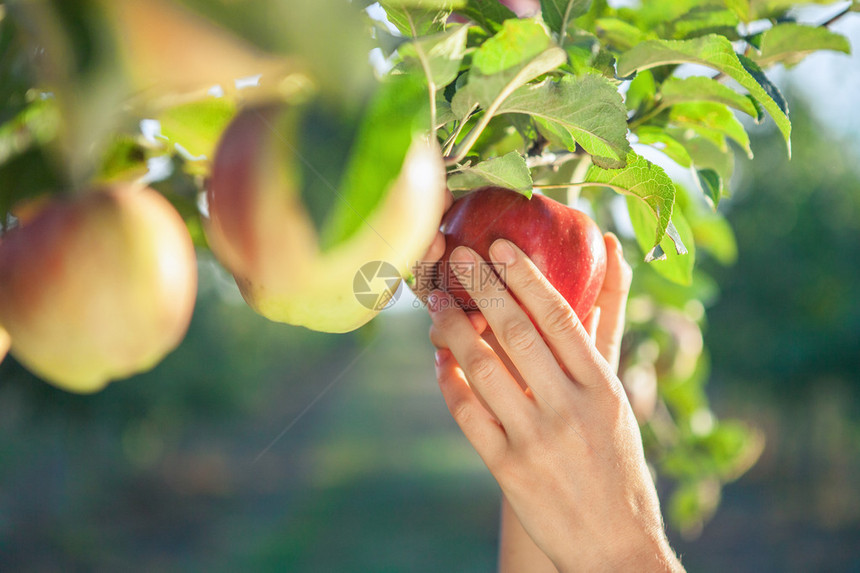 采摘红色成熟苹果的妇女手图片
