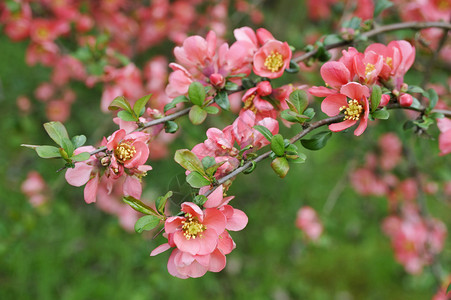 日本木瓜枝开花图片