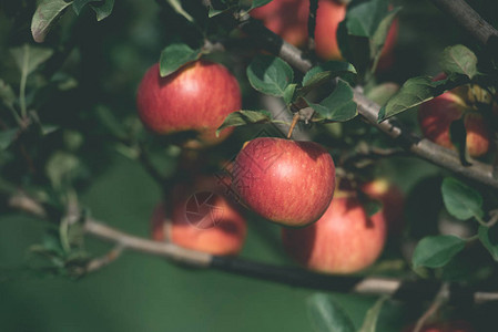 在花园的树枝上开胃成熟的红苹果图片