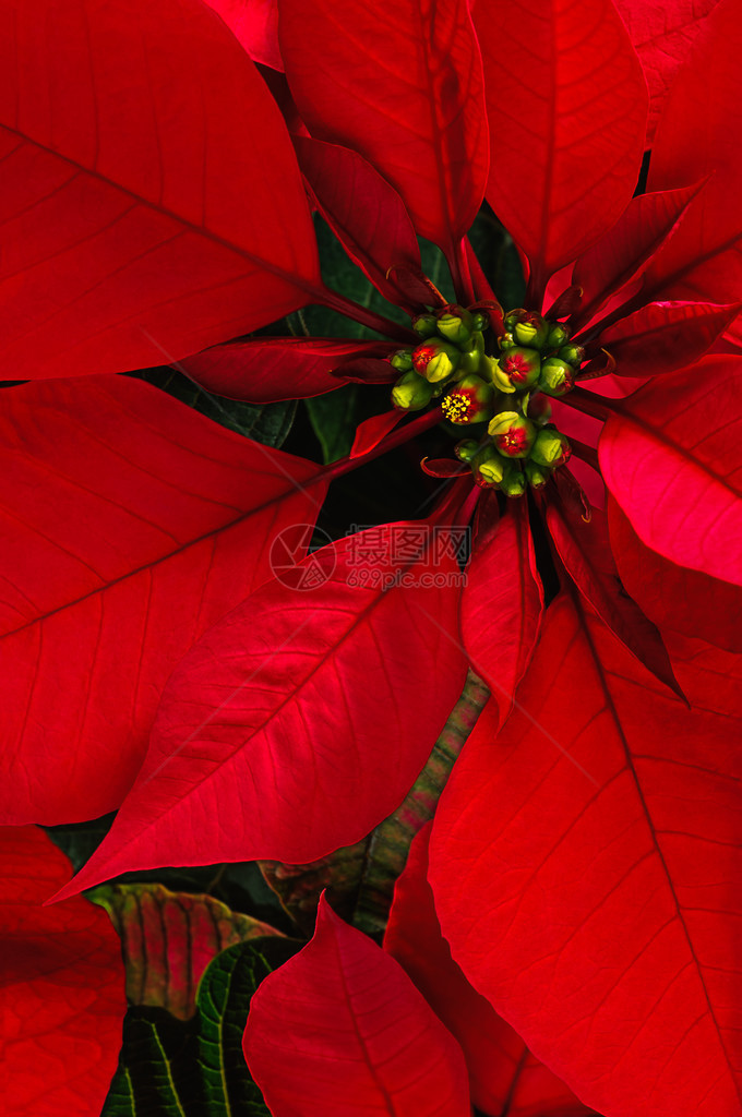 明亮的圣诞红一品红花垂直背景图片