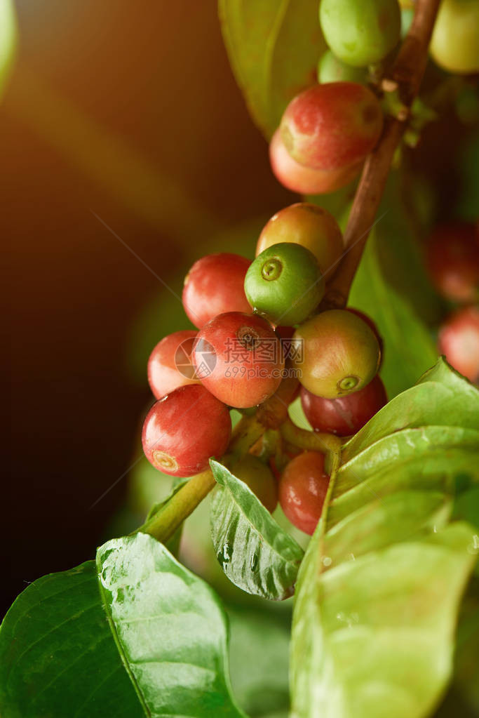 绿叶树上生咖啡豆的特写图片