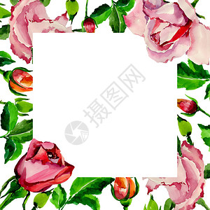 水彩风格的野花玫瑰花框图片