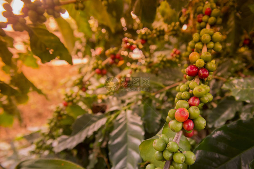泰国北部清莱市以北的MaeSalong镇咖啡种植园收获咖啡校图片