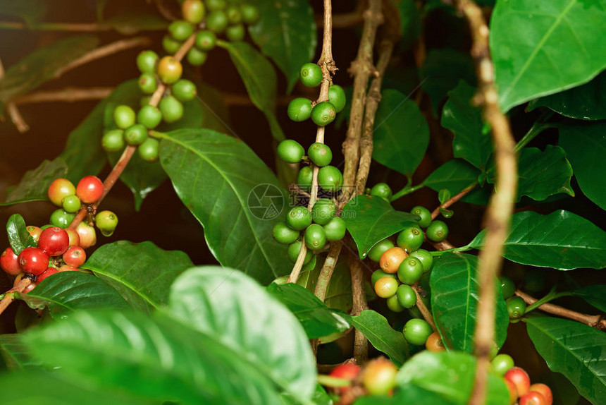 农场树上未采摘的红绿咖啡生豆图片