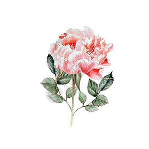 水彩花实事求是的玫瑰背景图片