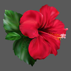 红芙蓉karkade热带异国花卉植物图片