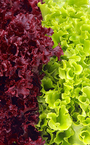 新的绿色生菜和紫罗索花图片