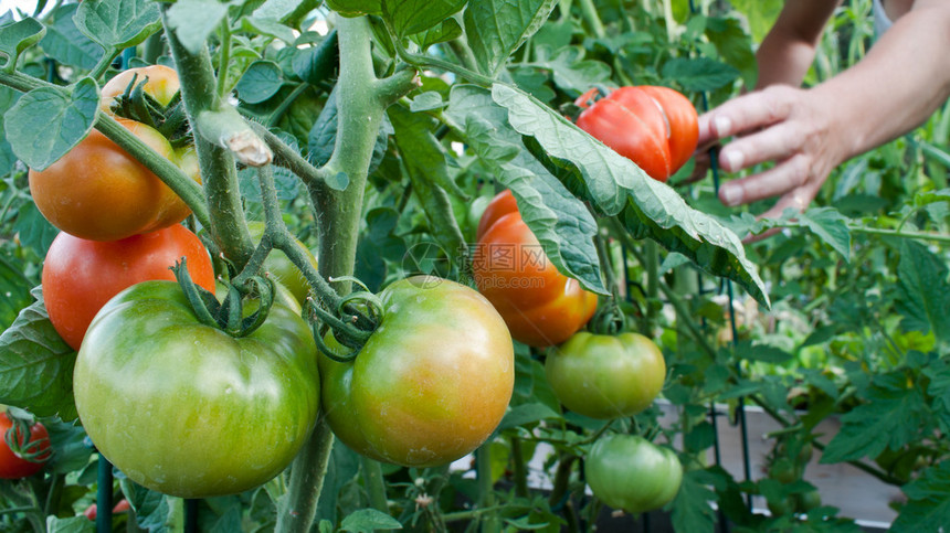 在花园里在家种植的番茄被一个不图片