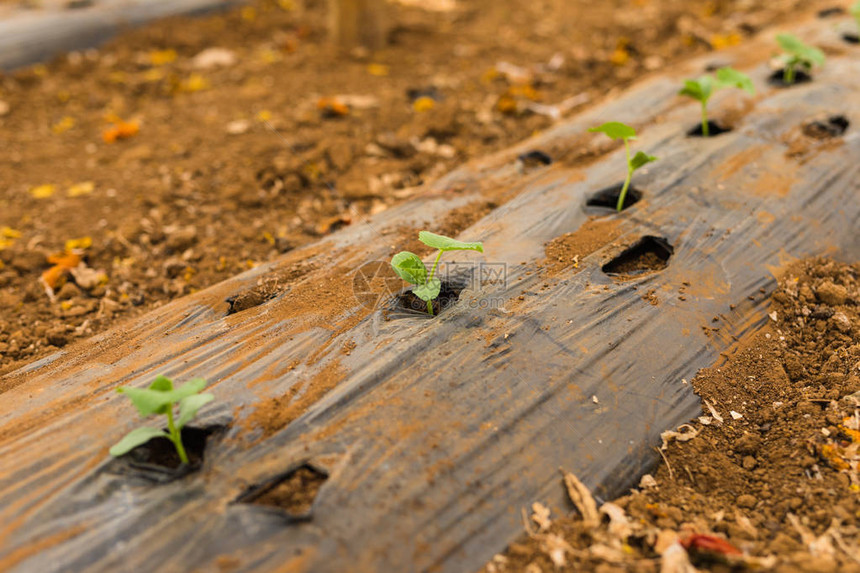 温室小蔬菜中的黄瓜在植物的早春和园艺概念上图片
