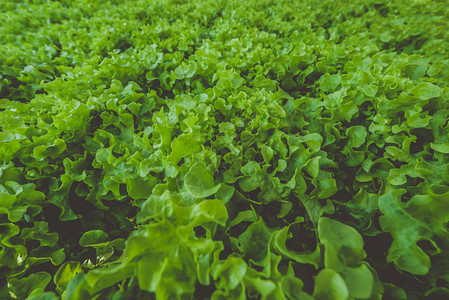 泰国农场绿水栽培有机沙拉蔬菜图片