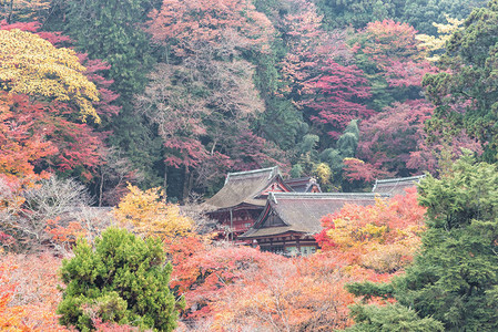 秋天在日本奈拉县Tanzan神背景图片