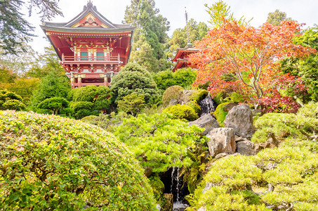 日本茶园的日本寺庙旧金山加利图片