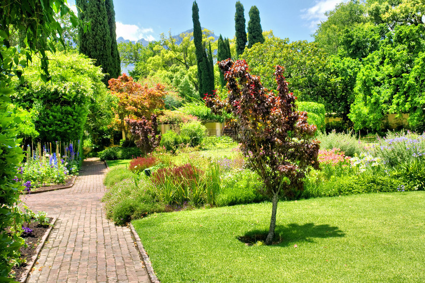 阳光照耀的美丽花园在南非斯泰伦博施和开图片