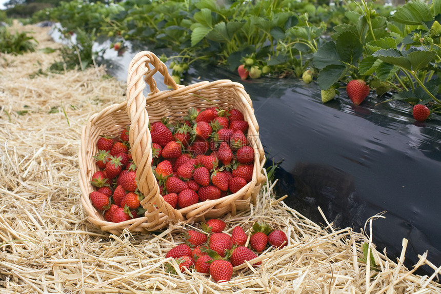 田野篮子里的草莓图片