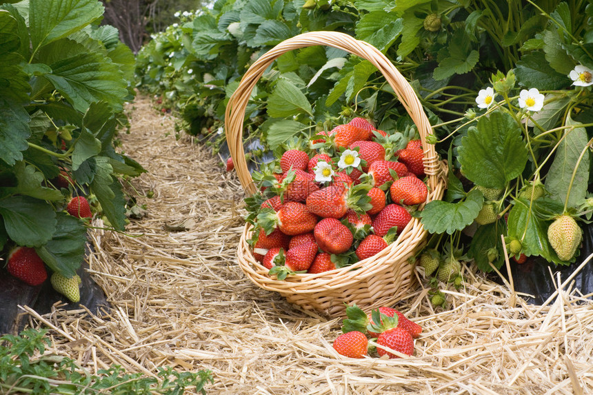 田野篮子里的草莓图片