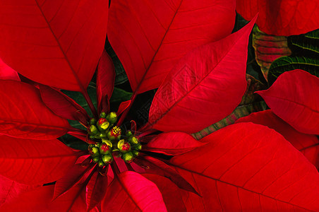 明亮的圣诞红一品红花水平背景背景图片