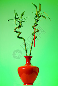 两条幸运竹子在红色花瓶里图片