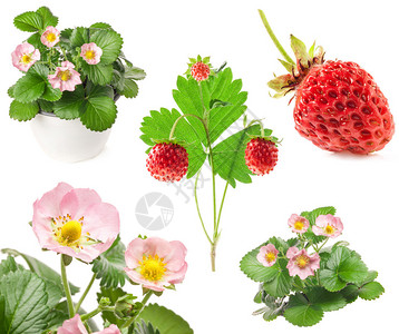 草莓花和浆果的集合在白色上分离背景图片