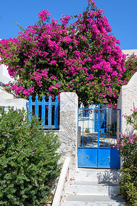 希腊费拉圣托里尼色彩缤纷的安静后院图片