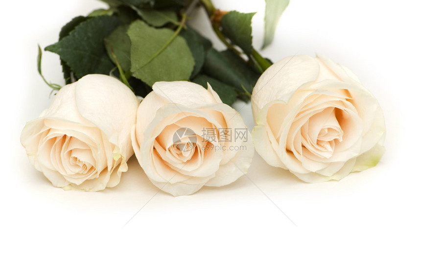 白色的玫瑰在白色图片