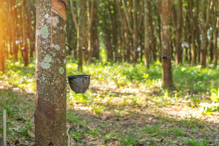 泰国橡胶树种植场的橡胶种图片