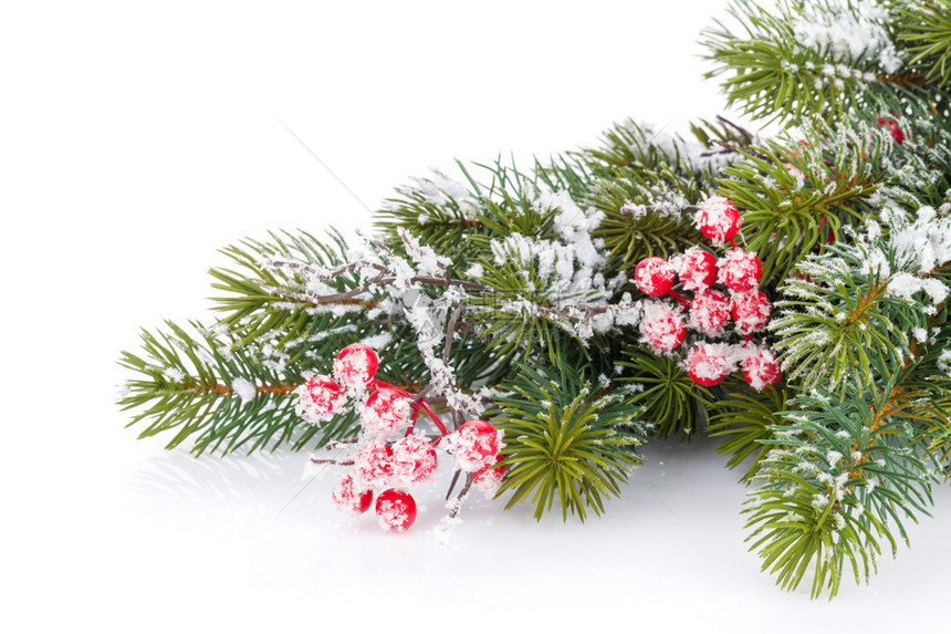 圣诞枞树枝与冬青浆果和雪隔离在白色图片