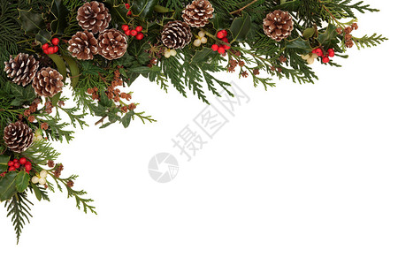 圣诞的边框有冬眠常春藤寄生虫和雪松西普丽叶图片