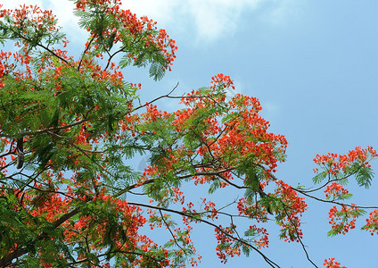 孔雀花克里希那丘拉高清图片