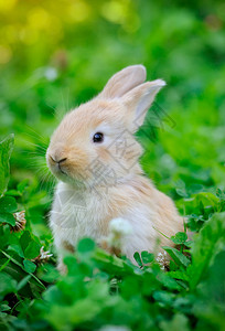 绿草小兔子图片