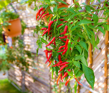 红辣椒有机蔬菜种植图片