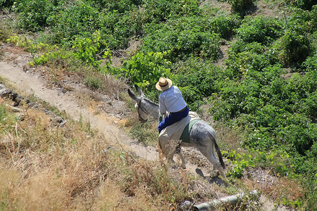 在乡间小路上骑驴的人图片